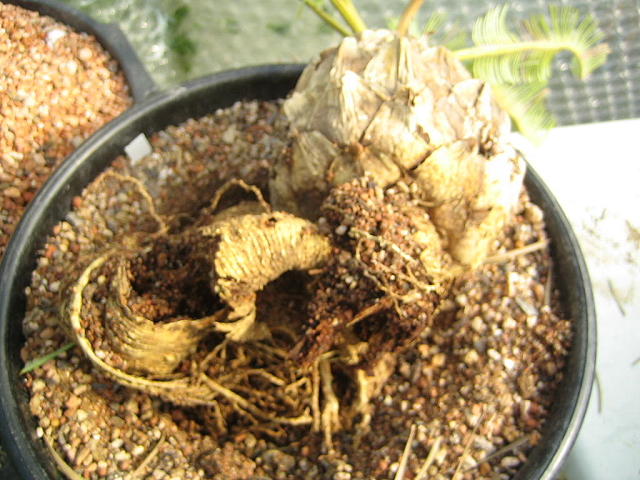 Encephalartos friderici-guilielmi mit Larvenbefall