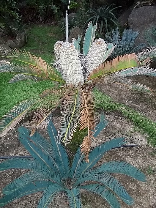 Encephalartos laevifolius mit weiblichem cone