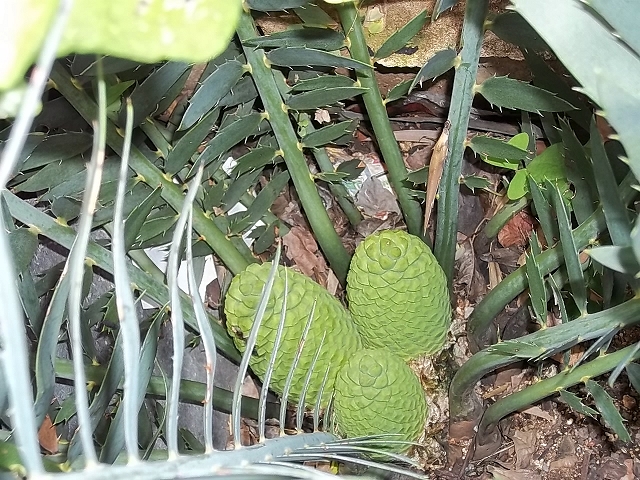 Encephalartos nubimontanus männlich