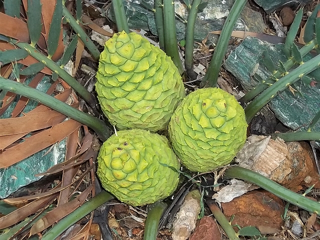 Encephalartos nubimontanus weiblich