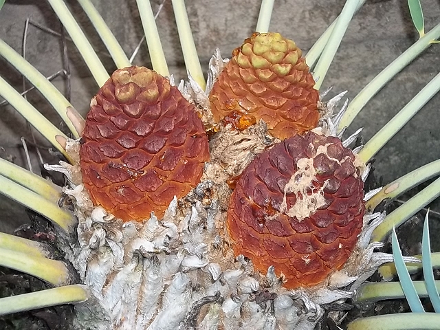 Encephalartos eugene-mauraisii weiblich