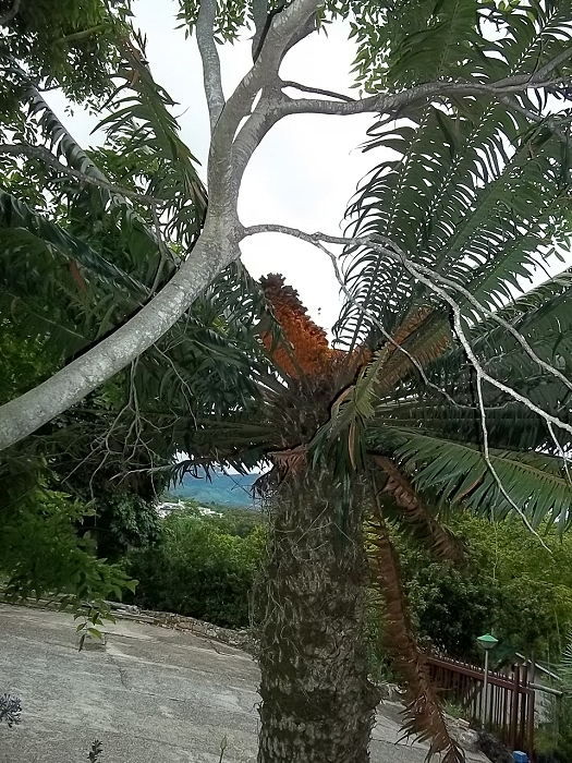 Encephalartos paucidentatus mit 3 cones