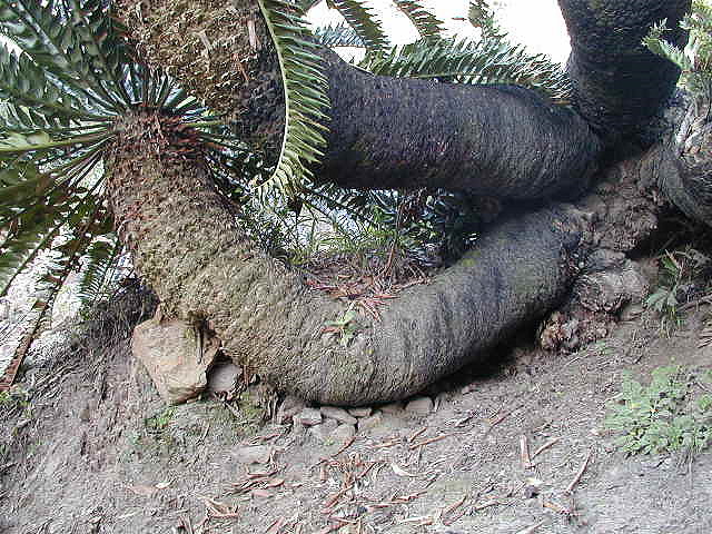 Encephalartos am Naturstandort