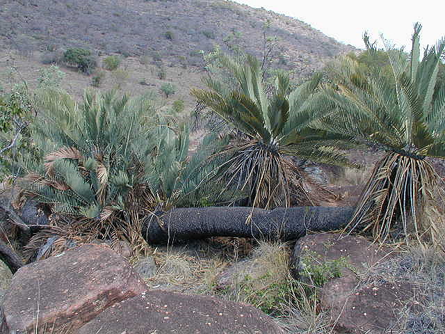 Encephalartos am Naturstandort