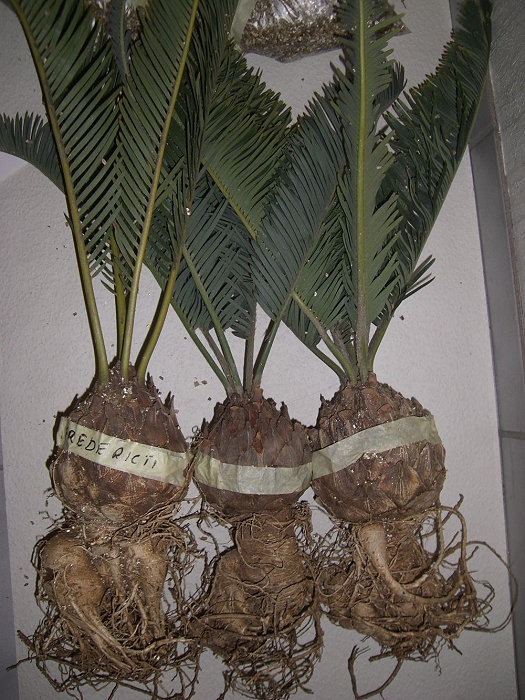 Encephalartos friderici