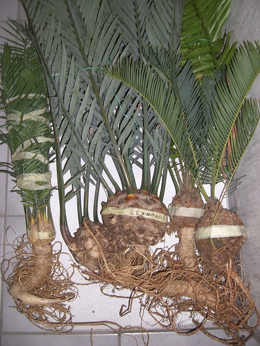 verschiedene Encephalartos