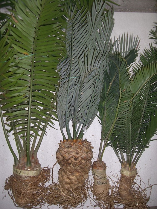 diverse Encephalartos