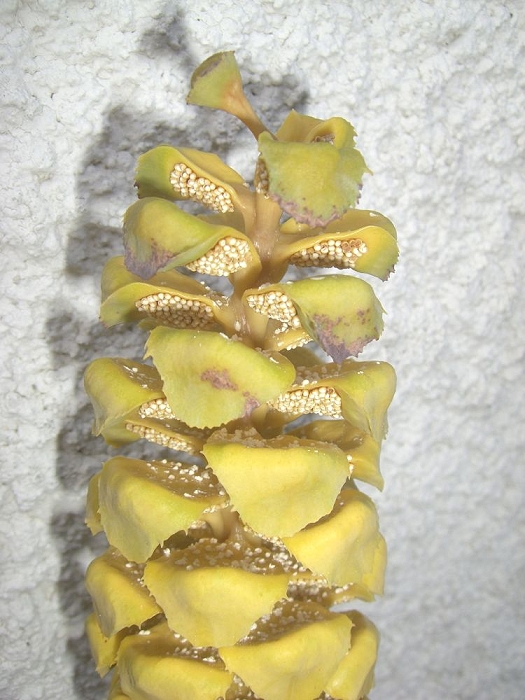 Encephalartos ngoyanus Cone mit Pollen in Bad Nauheim