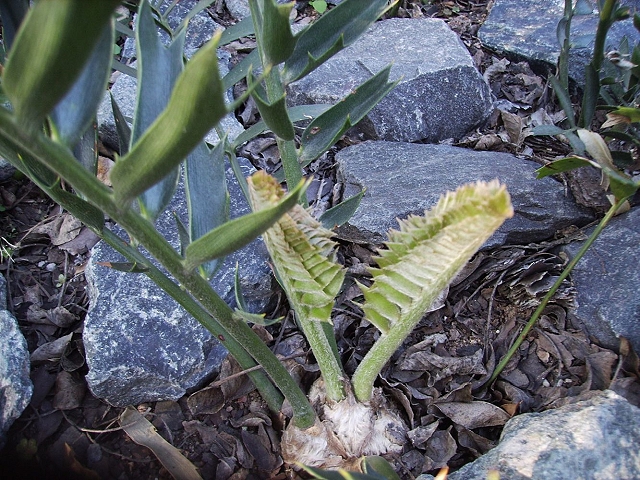 Encephalartos latifrons neue Blätter