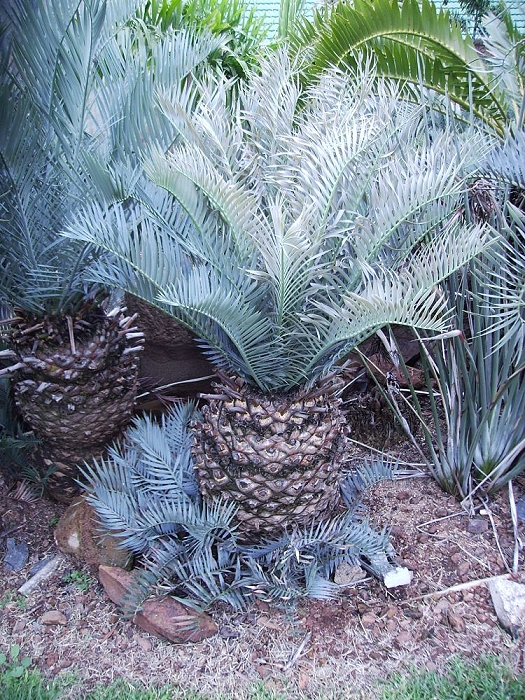 Encephalartos lehmannii