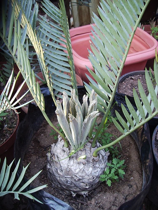 Encephalartos princeps neue Blätter