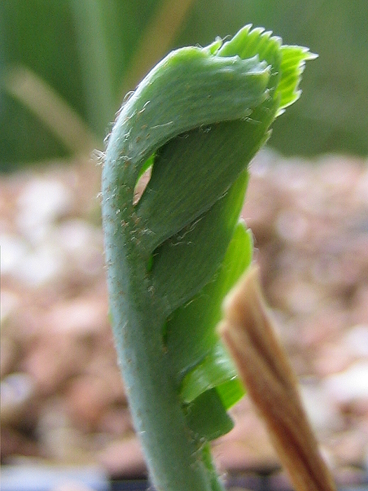 Encephalartos delucanus