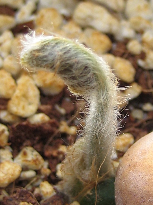 Encephalartos dolomiticus