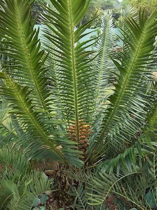 Encephalartos heenanii mit Cone