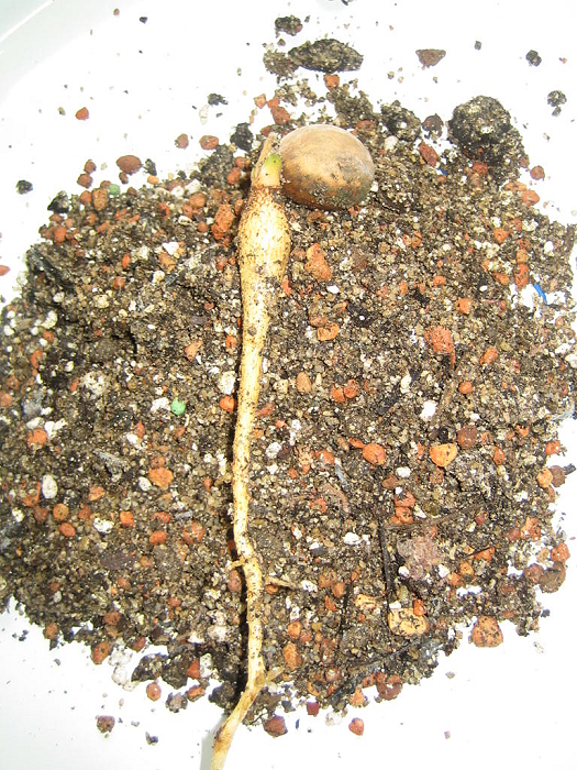 Encephalartos eugene-maraisii