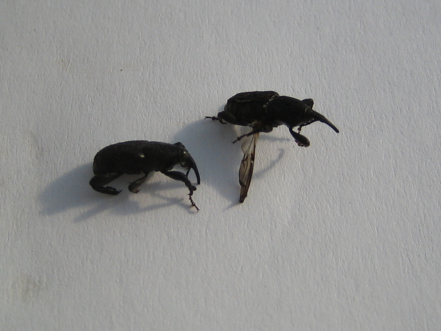 Käfer als fertiges Insekt am Encephalartos