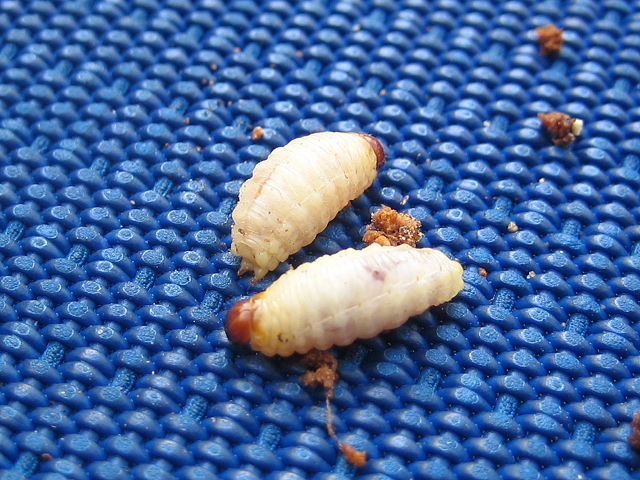 Larvenschädigung am Encephalartos paucidentatus