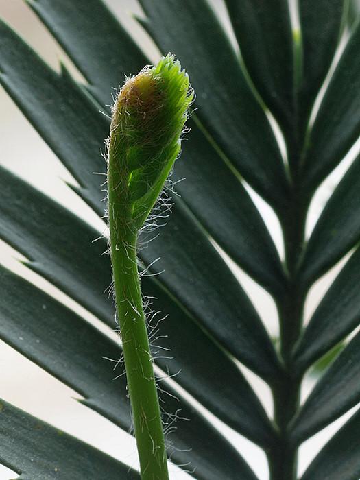 Encephalartos cerinus