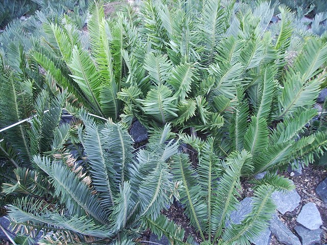 Encephalartos caffer