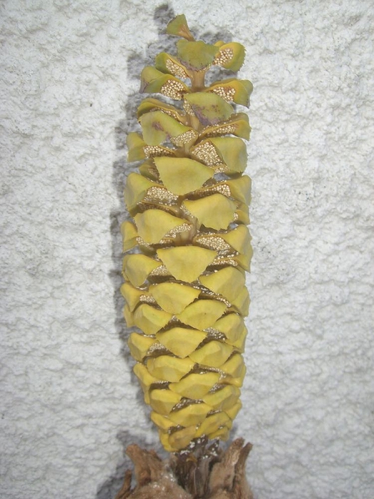 Encephalartos ngoyanus Cone mit Pollen in Bad Nauheim
