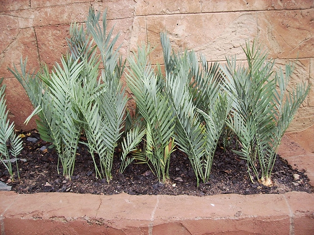 Encephalartos dyerianus