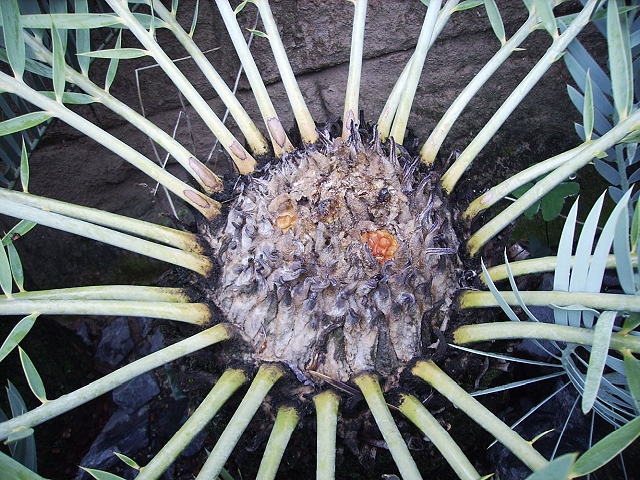 Encephalartos eugene-maraisii mit cones