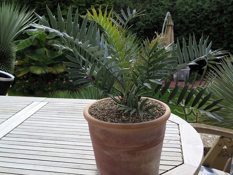 Encephalartos horridus