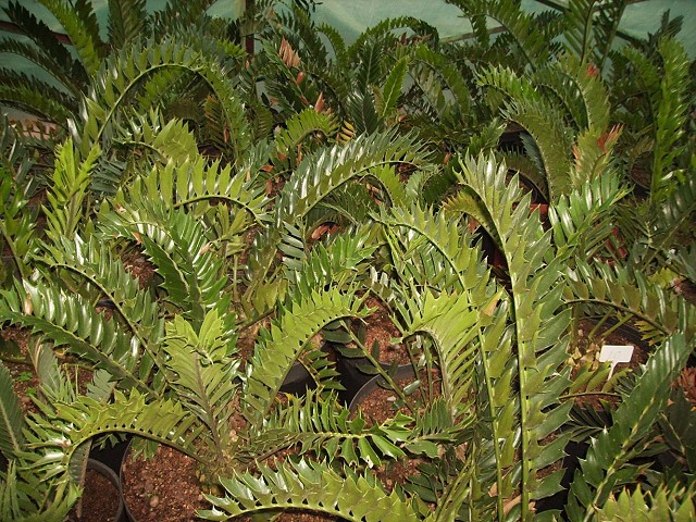 Encephalartos latifrons