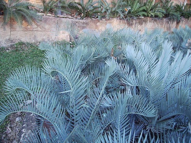 Encephalartos lehmanii