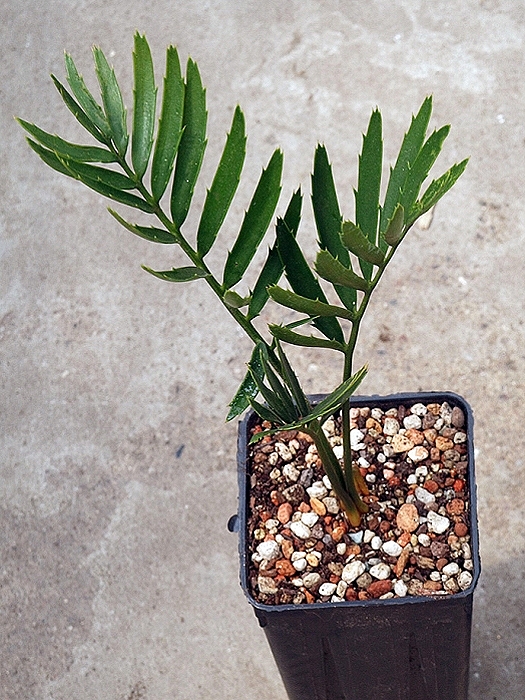 Encephalartos msinganus