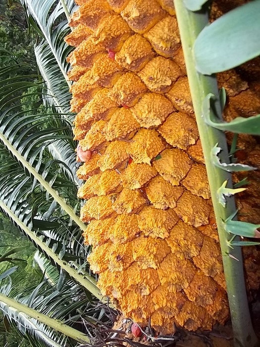 Encephalartos paucidentatus mit 3 cones