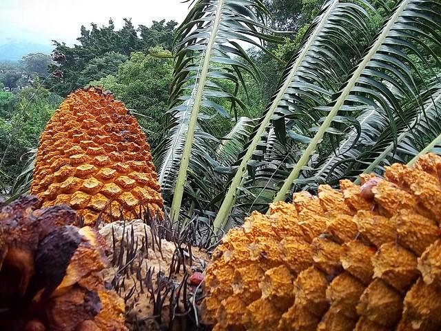 Encephalartos paucidentatus mit 3 cones