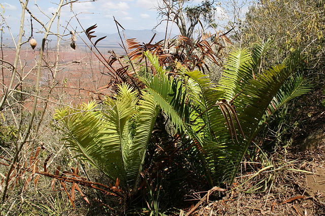 Encephalartos kisambo