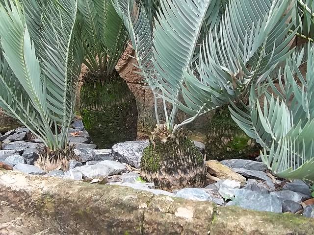 Encephalartos eugene-maraisii