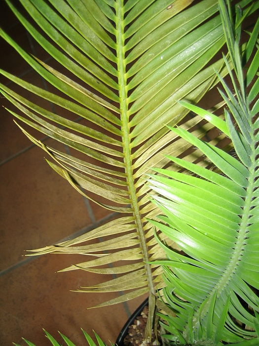 Blattschäden an Encephalartos cerinus