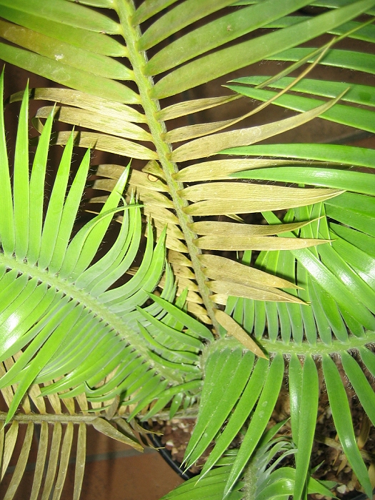 Blattschäden an Encephalartos cerinus