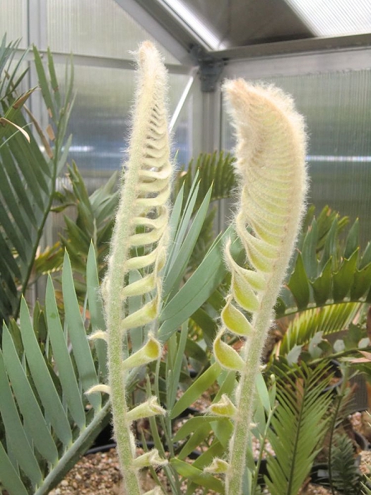Encephalartos heenanii