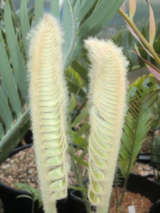 Encephalartos heenanii