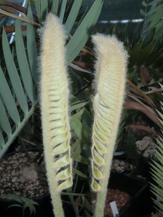 Encephalartos heenanii