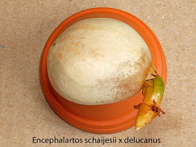 Encephalartos schaijesii x delucanus