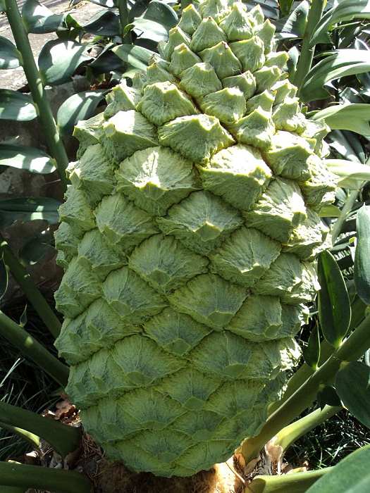 Encephalartos arenarius weiblicher Cone