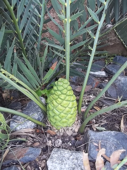 Encephalartos cupidus weiblicher Cone