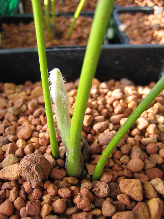 Encephalartos fredericii-guilielmi