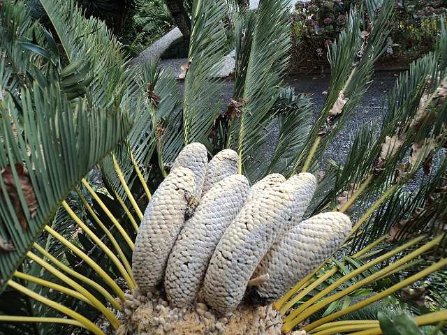 Encephalartos friderici guilielmi männlicher Cone