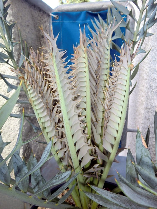 Encephalartos horridus