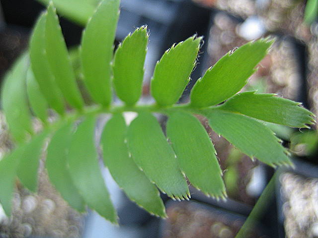 Encephalartos marunguensis
