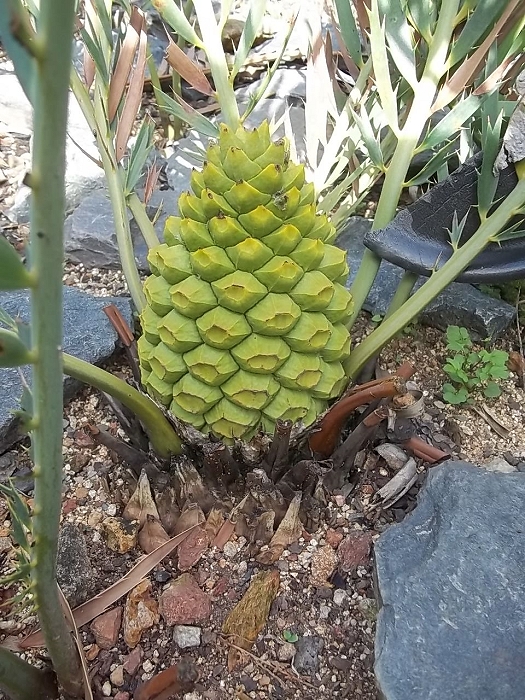 Encephalartos nubimontanus weiblicher cone
