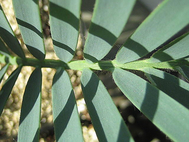 Encephalartos Princeps