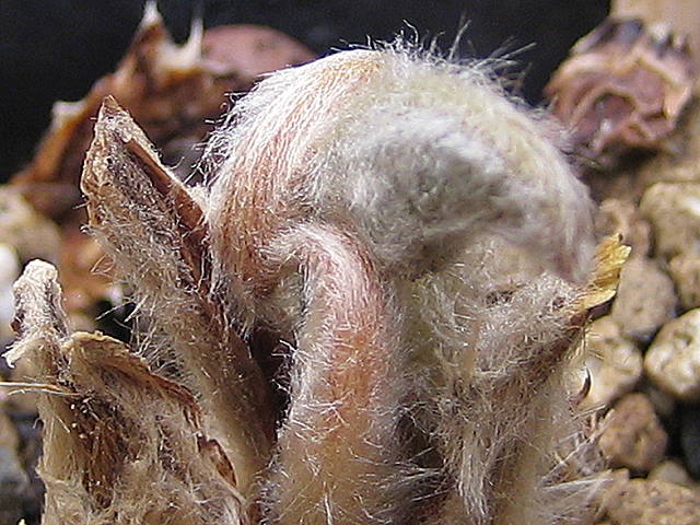 Encephalartos schmitzii