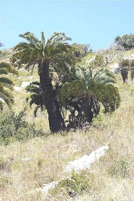 Encephalartos longifolius am Naturstandort